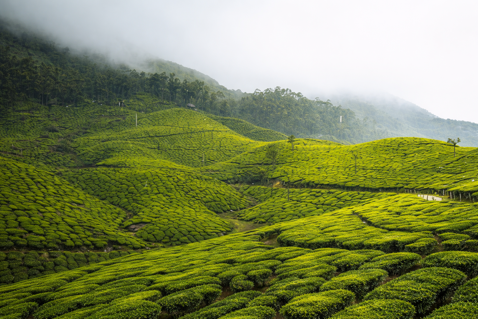 Munnar